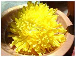 Dandelion Flower Meaning In Bengali Best Flower Wallpaper