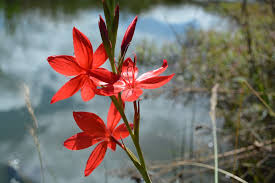 Image result for Hesperantha