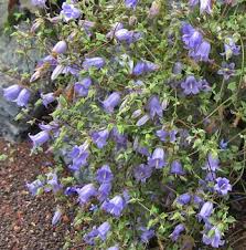 Image result for Synadenium cupulare