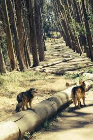 May 15, 2020 · the trail is dog friendly and some of it is wheelchair and stroller friendly until you get to the stairs near the ocean. 30 Best Dog Friendly Hikes In Bay Area A Local S Tried And Tested Guide