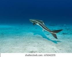Cobia