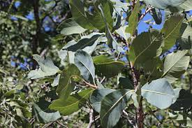 Image result for Ochna gambleoides