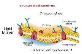 Cell Membrane Plasma Membrane What Is Cell Membrane Javatpoint In 2021 Cell Membrane Plasma Membrane Cell Structure