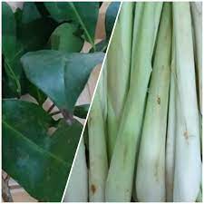 Jahe dan serai ini mampu membersihkan usus secara baik, tentunya juga baik untuk pencernaan yang akhirnya akan mendukung program berat badan. 8 Manfaat Daun Salam Dan Sereh Bagi Kesehatan Diantaranya Untuk Mencegah Kencing Manis Mantra Sukabumi