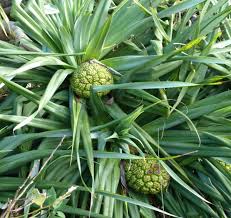 Image result for Pandanus odoratissimus