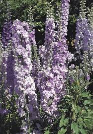 Delphinium Pacific Giant Guinevere Tuin Dieren