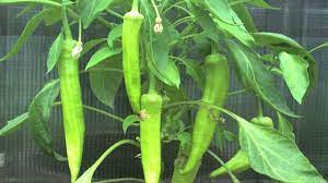 So, you've put in the time. Growing Peppers Time Lapse Banana Pepper Time Lapse Youtube