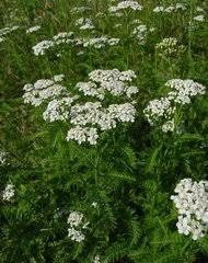 Image result for Pleiotaxis fulva