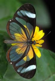 120 Beautiful Butterflies Amazing Blue Butterfly Red Butterfly Yellow Butterfly Beautiful Butterflies Glasswing Butterfly Red Butterfly