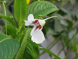 Image result for Impatiens tinctoria