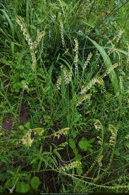 Image result for Heliotropium zeylanicum