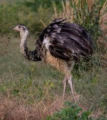 Bird That Looks Like An Ostrich The Greater Rhea Derives Its Scientific Name From Rhea A Greek Goddess And The Latinized Form Of America Description From C Flightless Bird Wild Birds Birds