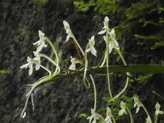 Image result for Angraecopsis parviflora