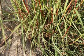 Image result for Cymbopogon pospischilii