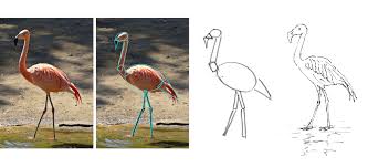 Next, remove your tracing paper from the photo and comparing it all the time, start making a more realistic outline of the bird, using the basic shapes as a guide, as i have started to do on the photo below. How To Start Drawing Using Simple Shapes Arttutor