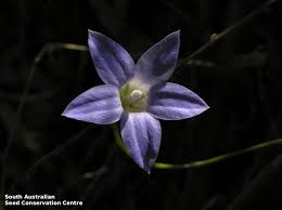 Image result for Wahlenbergia androsacea