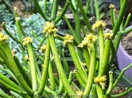 Image result for Euphorbia tirucalli