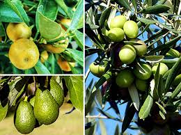 Citrus plants grow best indoors at 65° during the day, dropping five to ten degrees at night. Growing Fruit Trees Indoors Fruit Trees You Can Grow Indoors