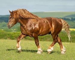 Discover The Difference Between Warm Blooded Cold Blooded And Hot Blooded Horses See The Beautiful Breeds Of Horses And Each In 2020 Horses Big Horses Pretty Horses