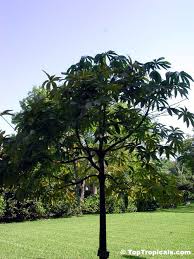 Image result for Pachira glabra