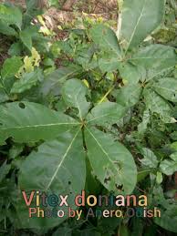 Image result for Vitex doniana