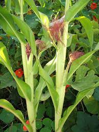 Check spelling or type a new query. Minipop Baby Sweetcorn Khoo S Hot House