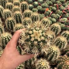 Image result for Cephalocereus