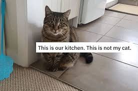 17 Photos That Prove Cats Own Us Not The Other Way Around Cats Cat Post Cute Cats