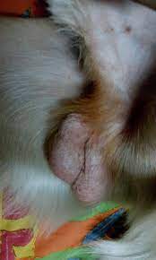 On top of that not all guides are created equal, many technically qualify if your guide is more of a visual essay than a structured table or list, then chances are that is an infographic. My Dog Has A Lump On His Testicles I Don T Know If It Is Serious Please Help Petcoach