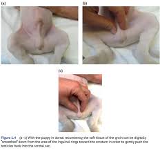 Grátis: Cirurgia de Castração de Alta Qualidade - Material Claro e Objetivo  em PDF para Estudo Rápido