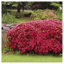 Azalea Johanna 1pc National Plant Network U S D A Hardiness Zones 6 8 Plants Woodland Garden Planting Flowers