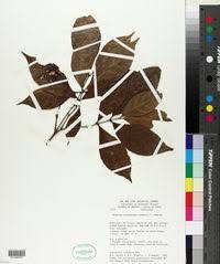 Image result for Rinorea elliptica