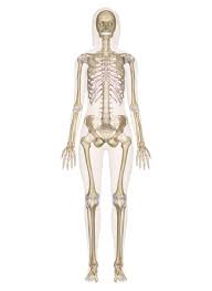 Human skeleton vintage nineteenth century engraving. Skeletal System Labeled Diagrams Of The Human Skeleton
