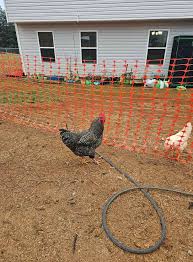 Chicken Coop Ideas & Everything Backyard Chicken