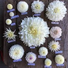 Pin On Gardening Flowers Geophytes