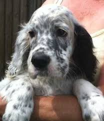 Black And White English Setter Puppies For Sale White And Gray English Setter Dog English Setter Dogs English Setter Puppies Setter Puppies