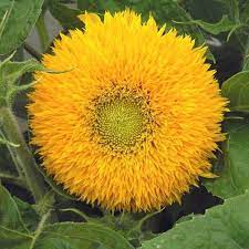 Cultivation advice sunflower teddy bear. Sunflower Seeds Dwarf Teddy Bear Flower Seeds In Packets Bulk Eden Brothers