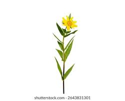 Image result for Guizotia scabra