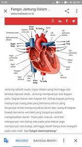 Memompa darah ke berbagai bagian tubuh dan penurunan fungsi pada organ ini dapat menyebabkan konsekuensi yang serius. Apa Fungsi Jantung Adalah Brainly Co Id
