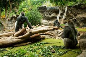 Resultado de imagen de imagenes de loro parque