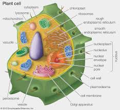Check spelling or type a new query. Cells Alive Plant Cell Worksheet Answer Key Promotiontablecovers
