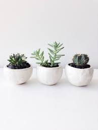 Alibaba.com offers 10,427 small white pots products. Succulents And Cacti Plants White Flower Pots With Small Succulents And Cacti Plants Small Succulents White Planters Pots