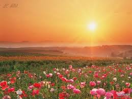 nature picturesque 2017 the most beautiful wallpapers for صور الطبيعة الخلابة 2017 أجمل صور خلفيا beautiful nature beautiful nature wallpaper flower field
