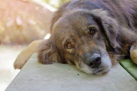 Dog owners can decide to euthanize their pet at the veterinarian's office, or they can opt to pay an extra fee to have the vet administer euthanasia at their homes. Pet Euthanasia At Home Melbourne Dog Care At Less Cost