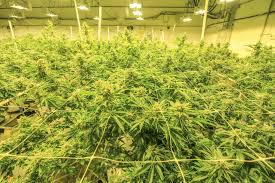 Eat a healthy diet and work to keep your. The Ultimate Cannabis Cultivator S Toolkit For Your Grow Room