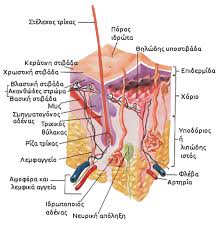 We'll help you identify common skin disorders, explain some treatment options for them, and offer tips for prevention. 31 Skin Diagram To Label Labels Database 2020