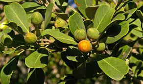 Image result for Mimusops afra