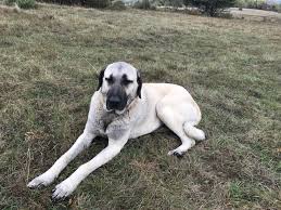 Sivas kangal köpekleri ve özellikleri, gerçek kangal nasıl olur ? Treffen Sie Kangal Kangal Croatia