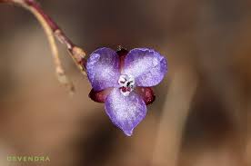 Image result for Murdannia semiteres