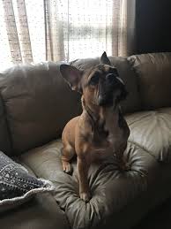 The french bulldog, or frenchie, is a small, domestic dog breed. How Much Does Your Frenchie Weigh Here S My Gentle Giant Mookie 10 5 Months Old And He S 34lbs Can T Wait For His Head To Fill In Frogdogs